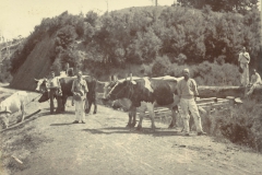 David Darroch timber for ship building. Big Omaha
